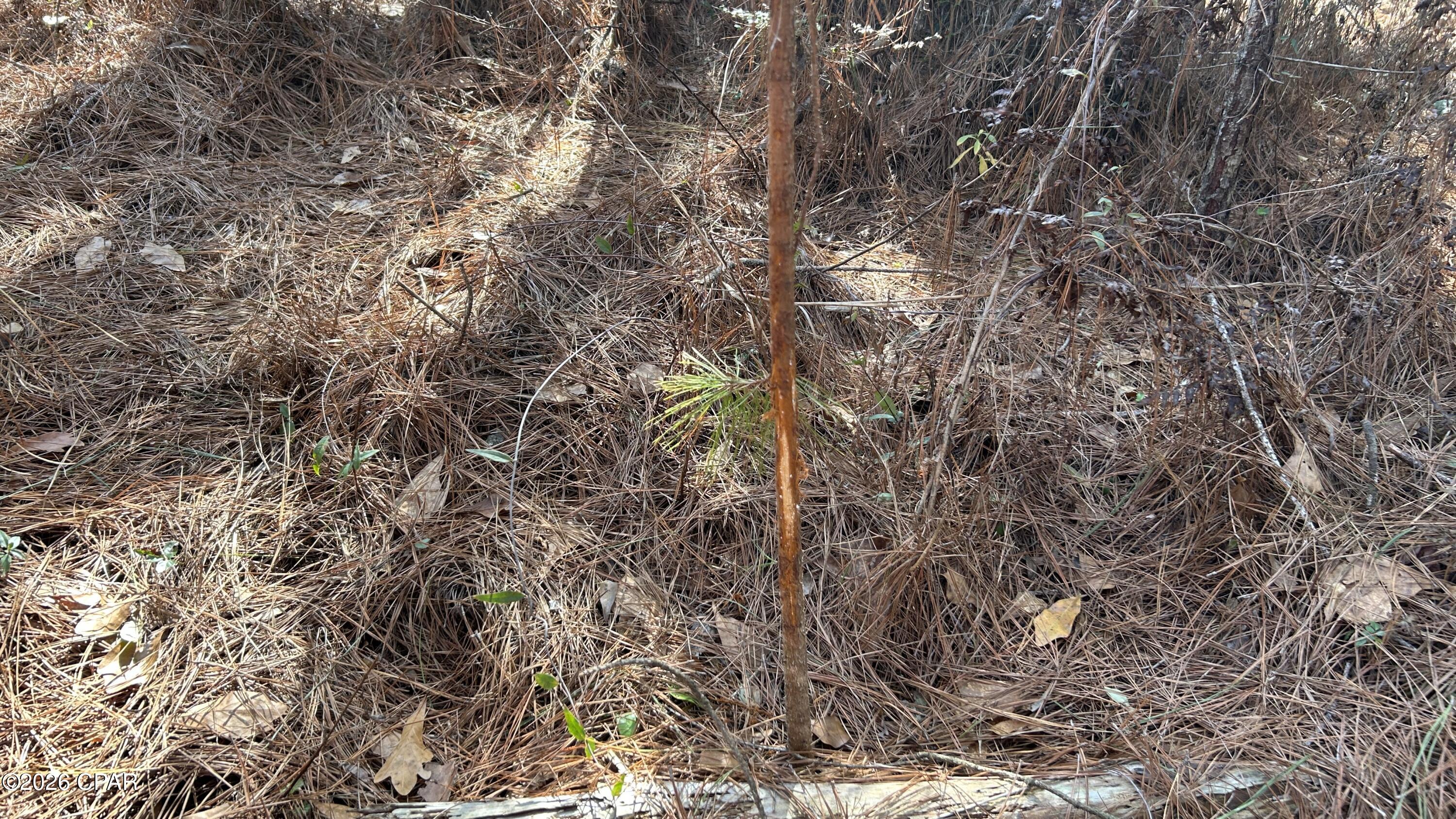 X Grimes Road Laurel Hill, FL 32567 - Photo 13 of 25