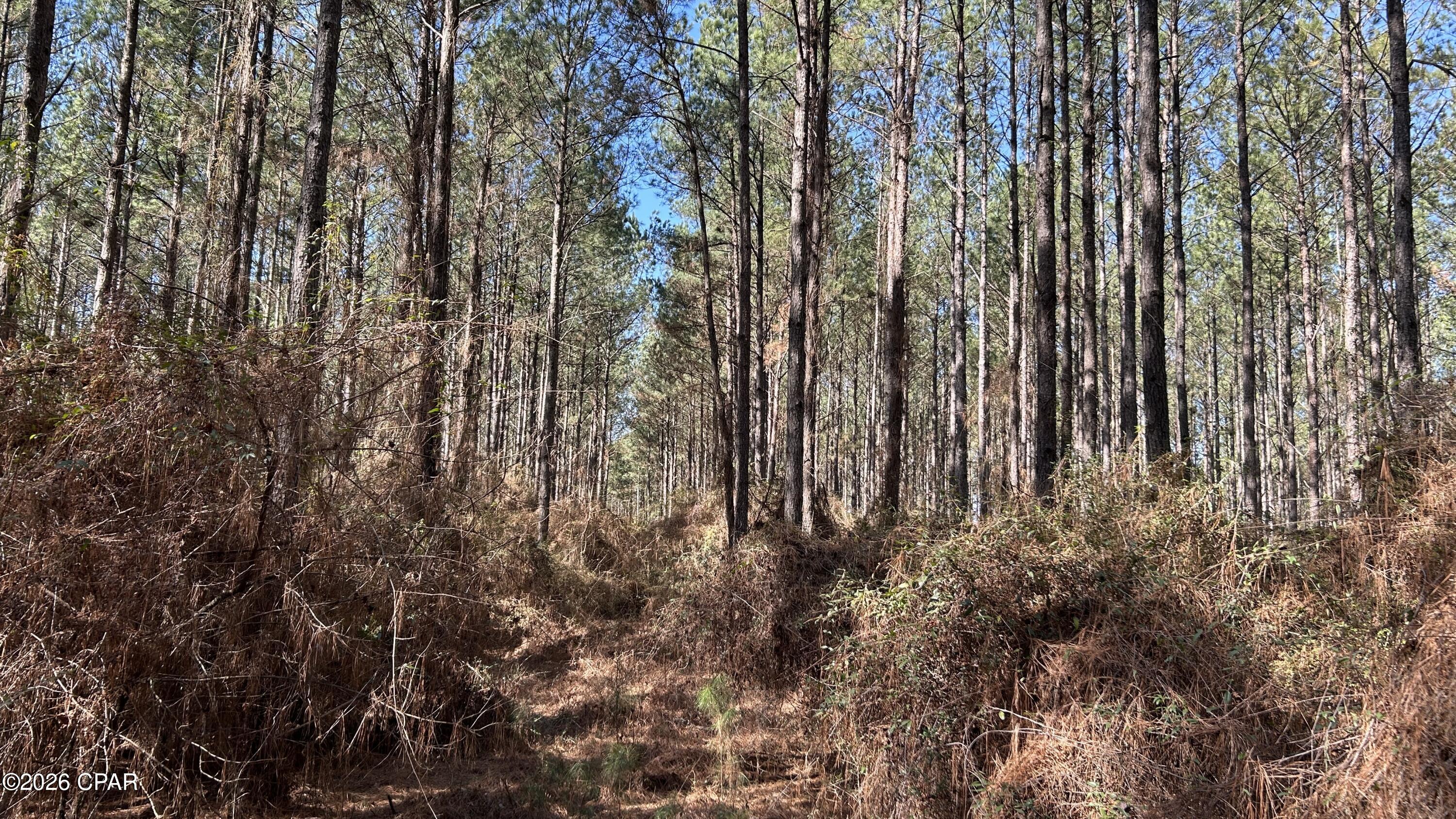 X Grimes Road Laurel Hill, FL 32567 - Photo 17 of 25