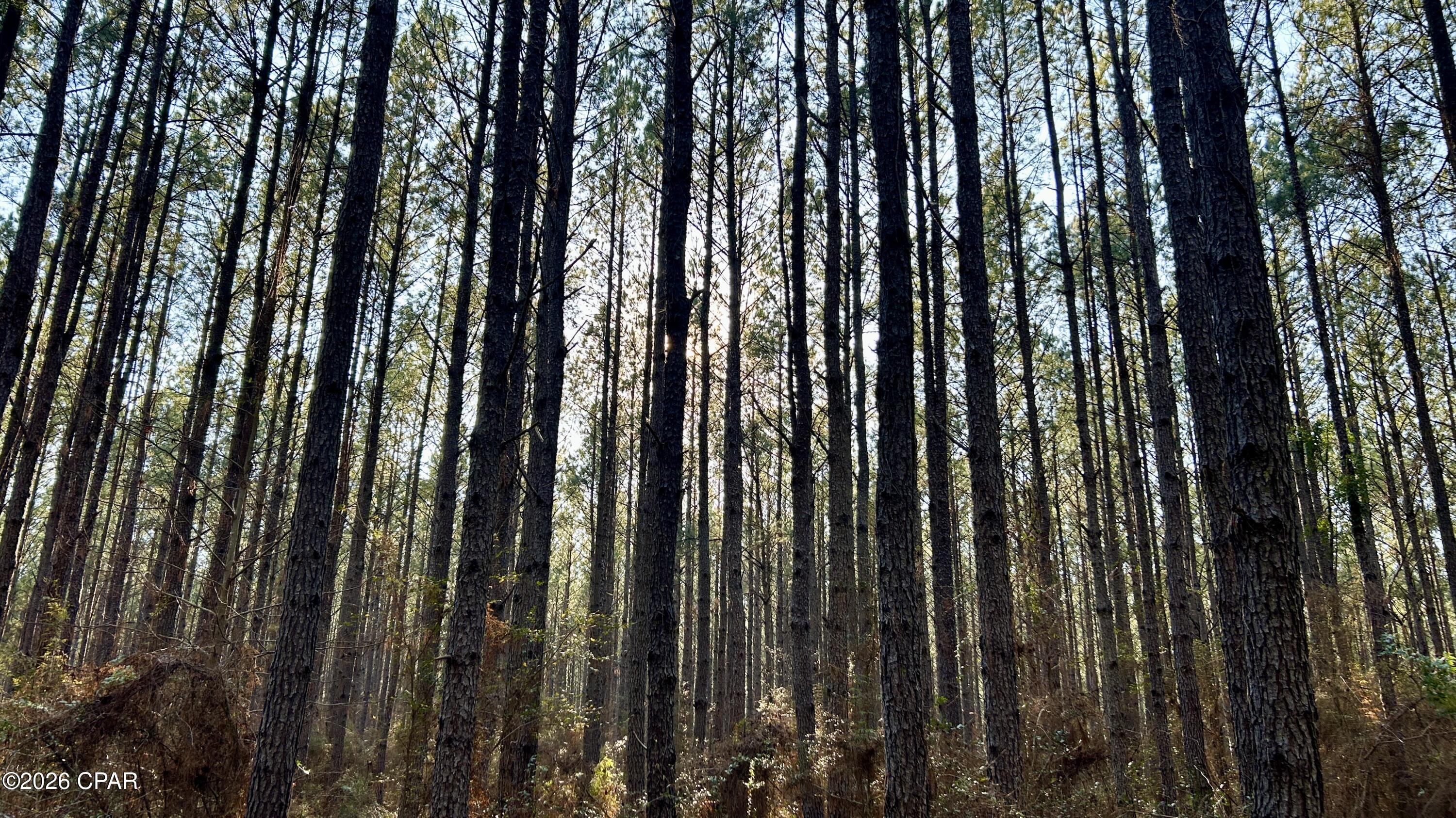 X Grimes Road Laurel Hill, FL 32567 - Photo 19 of 25