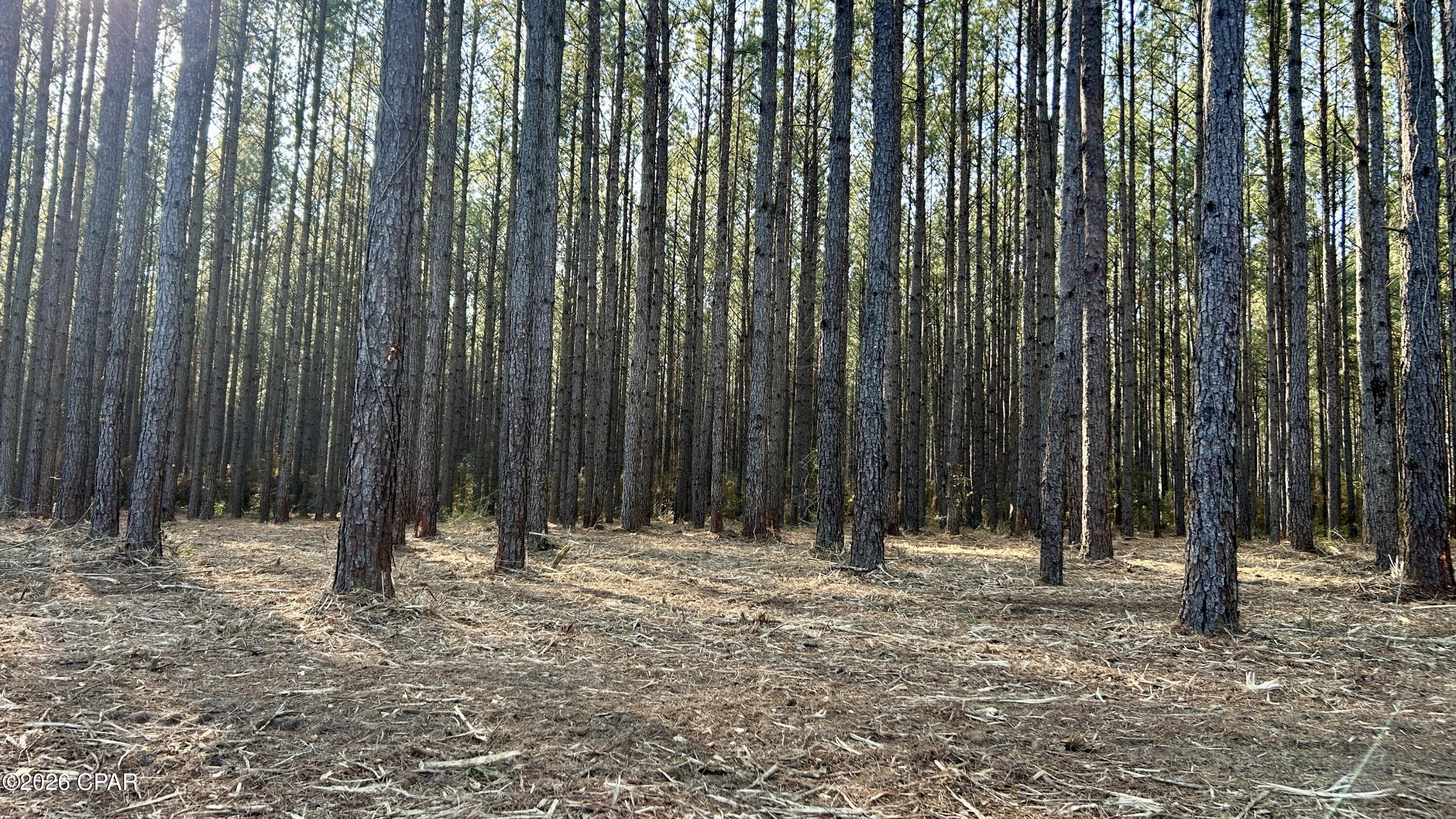 X Grimes Road Laurel Hill, FL 32567 - Photo 10 of 25
