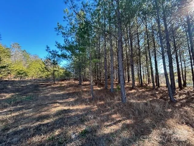 a view of a park with large trees