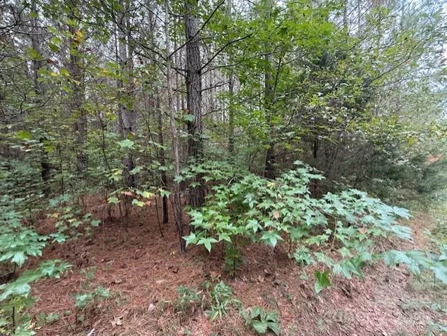 a view of a forest with trees in the background