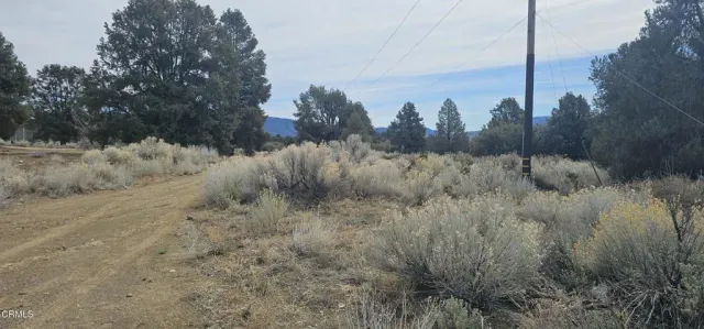 a view of a dry yard with trees