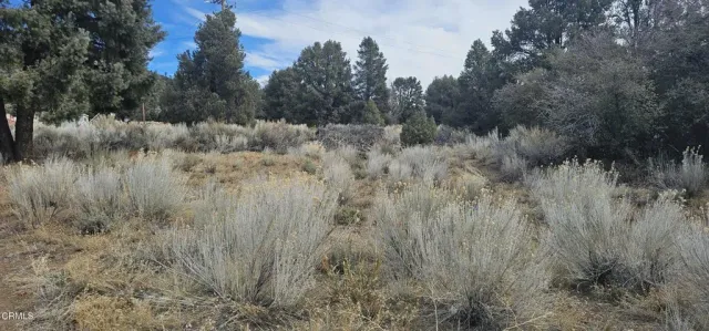 a view of a lush green forest