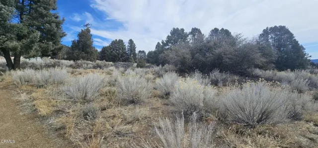 a view of a dry yard
