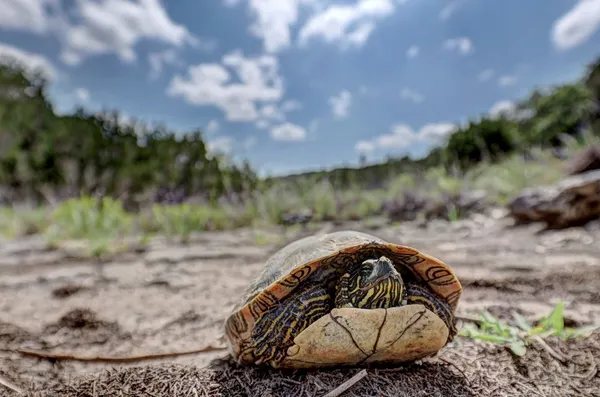 $649,900 | 185 Cougar Park, Hunt, TX 78024