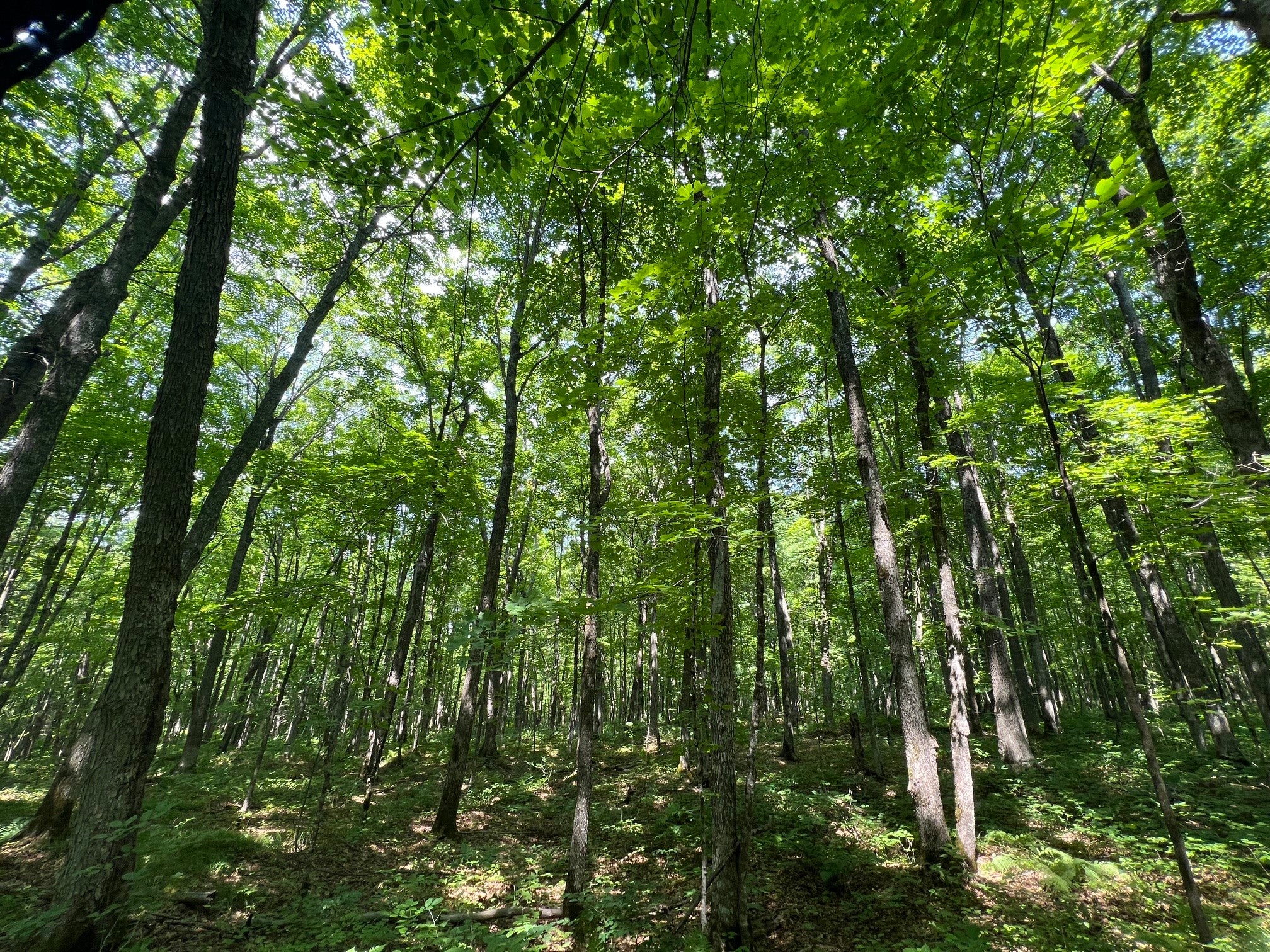 Lot 4 Smith Road Couderay, WI 54828 - Photo 22 of 27 Gallery Image 22