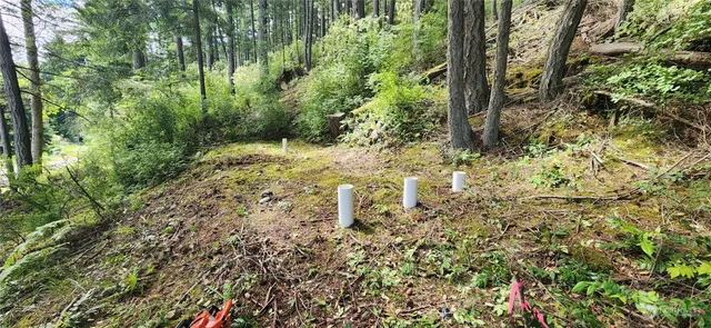 a view of a yard with plants and large trees