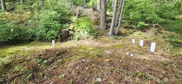 a view of a yard with plants and large trees