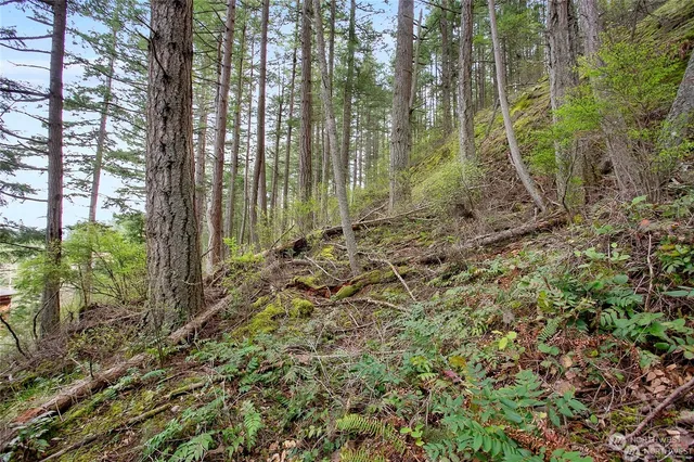 a view of a garden with large trees