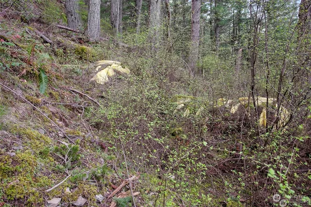 a view of a forest with a tree