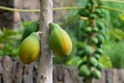 $1,695,000 | 3720A Moloaa Road, Kapaa, HI 96746