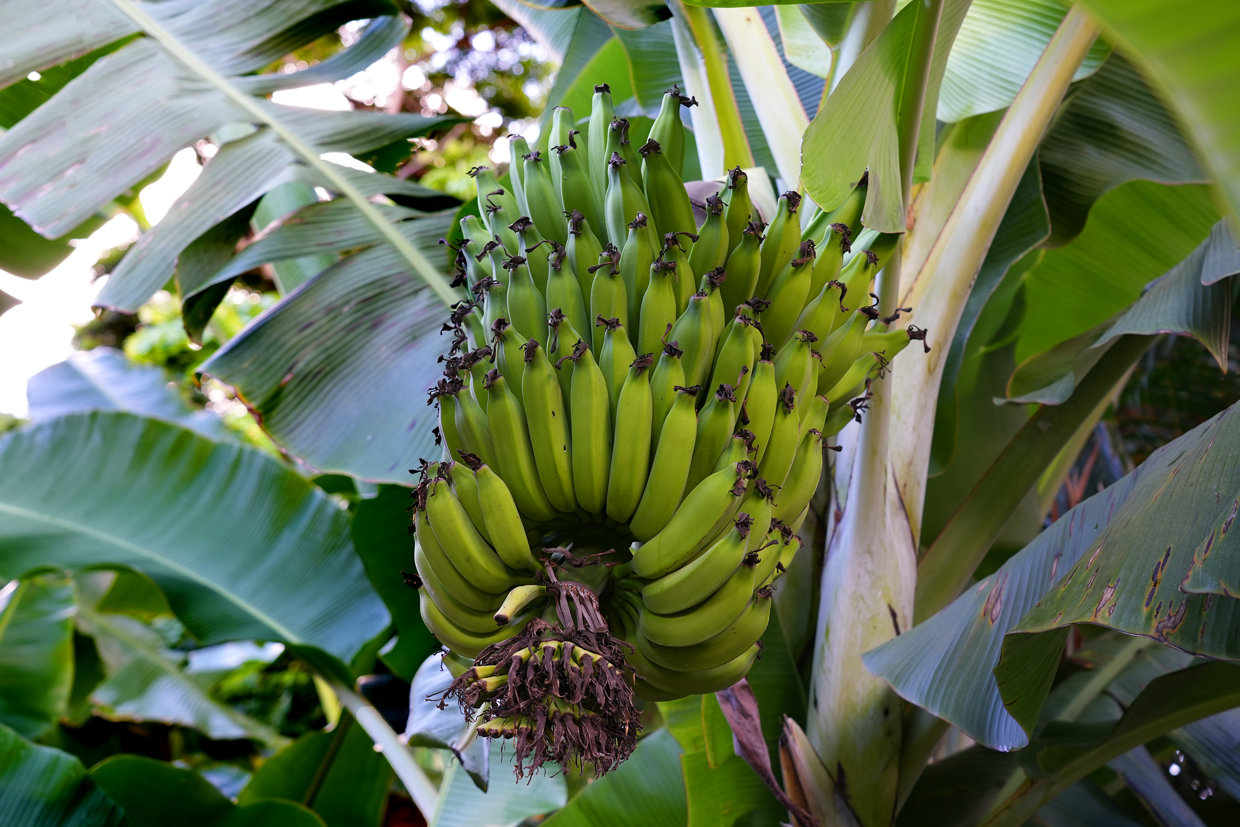 3720 A Moloaa Road Kilauea, HI 96754 - Photo 5 of 20 a view of banana tree