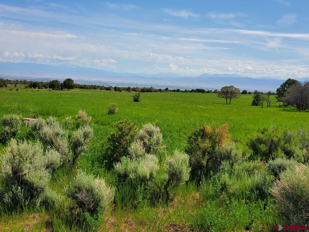 13670 Transfer Road Olathe, CO 81425 - Photo 1 of 23 a view of a grassy field with grassy field