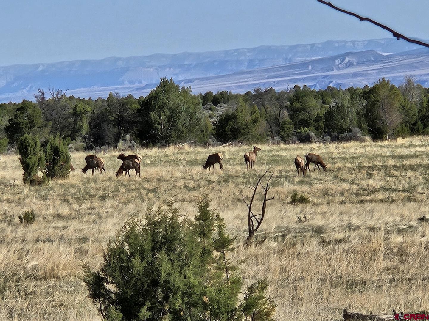 13670 Transfer Road Olathe, CO 81425 - Photo 3 of 23 a view of a backyard of a house