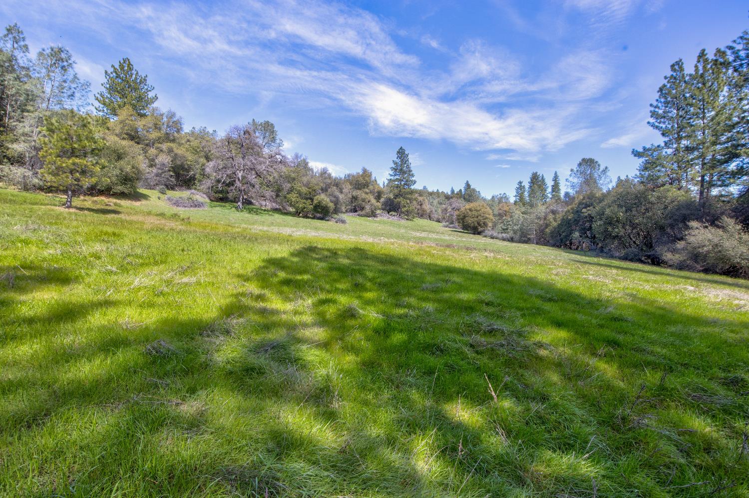 18800 Charleston Road Volcano, CA 95689 - Photo 12 of 47 a view of a field with an trees