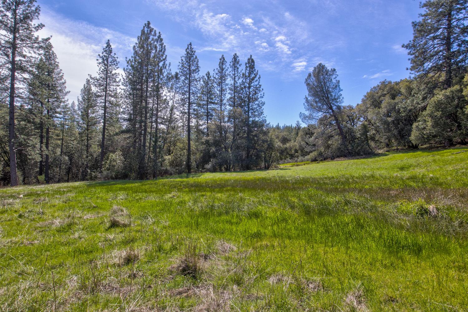 18800 Charleston Road Volcano, CA 95689 - Photo 13 of 47 a view of a field of grass and trees