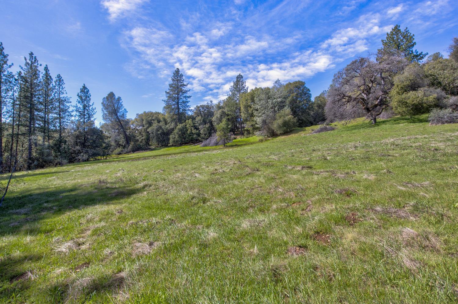 18800 Charleston Road Volcano, CA 95689 - Photo 14 of 47 a view of a field with trees