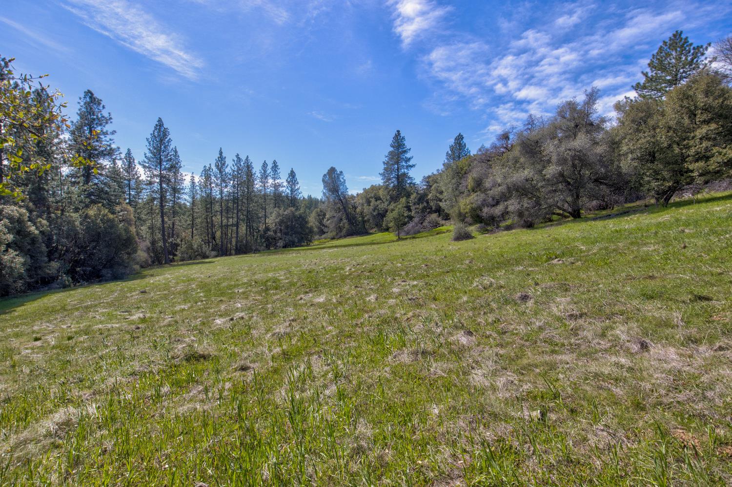 18800 Charleston Road Volcano, CA 95689 - Photo 15 of 47 a view of a big yard with a house in the background