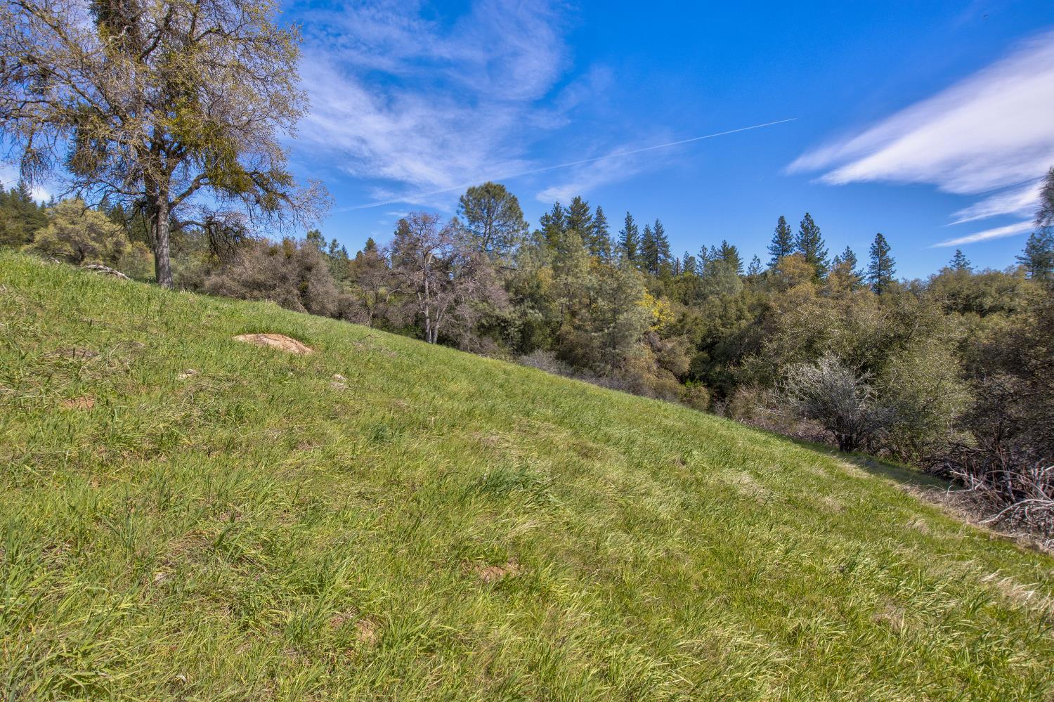 18800 Charleston Road Volcano, CA 95689 - Photo 16 of 47 a view of a yard with a tree