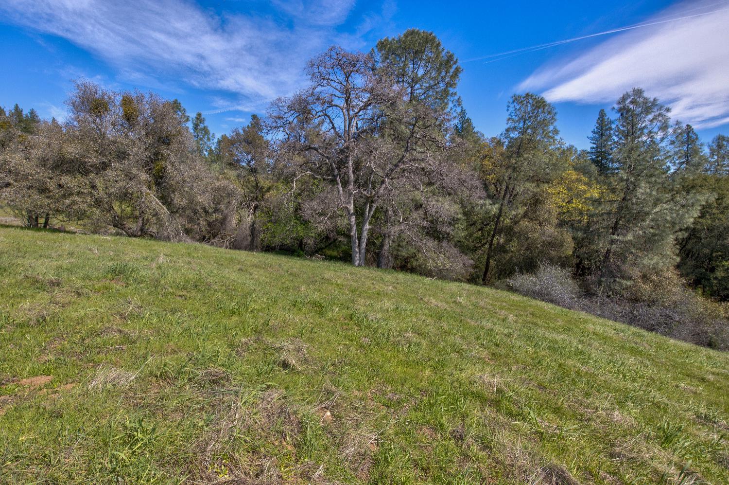 18800 Charleston Road Volcano, CA 95689 - Photo 17 of 47 a view of a field with an tree