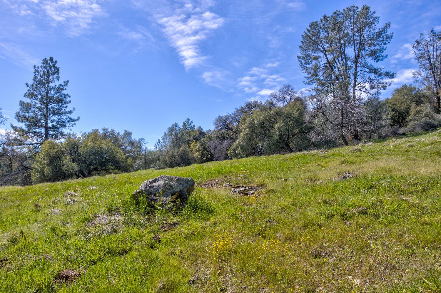 18800 Charleston Road Volcano, CA 95689 - Photo 19 of 47 a view of a field with large trees