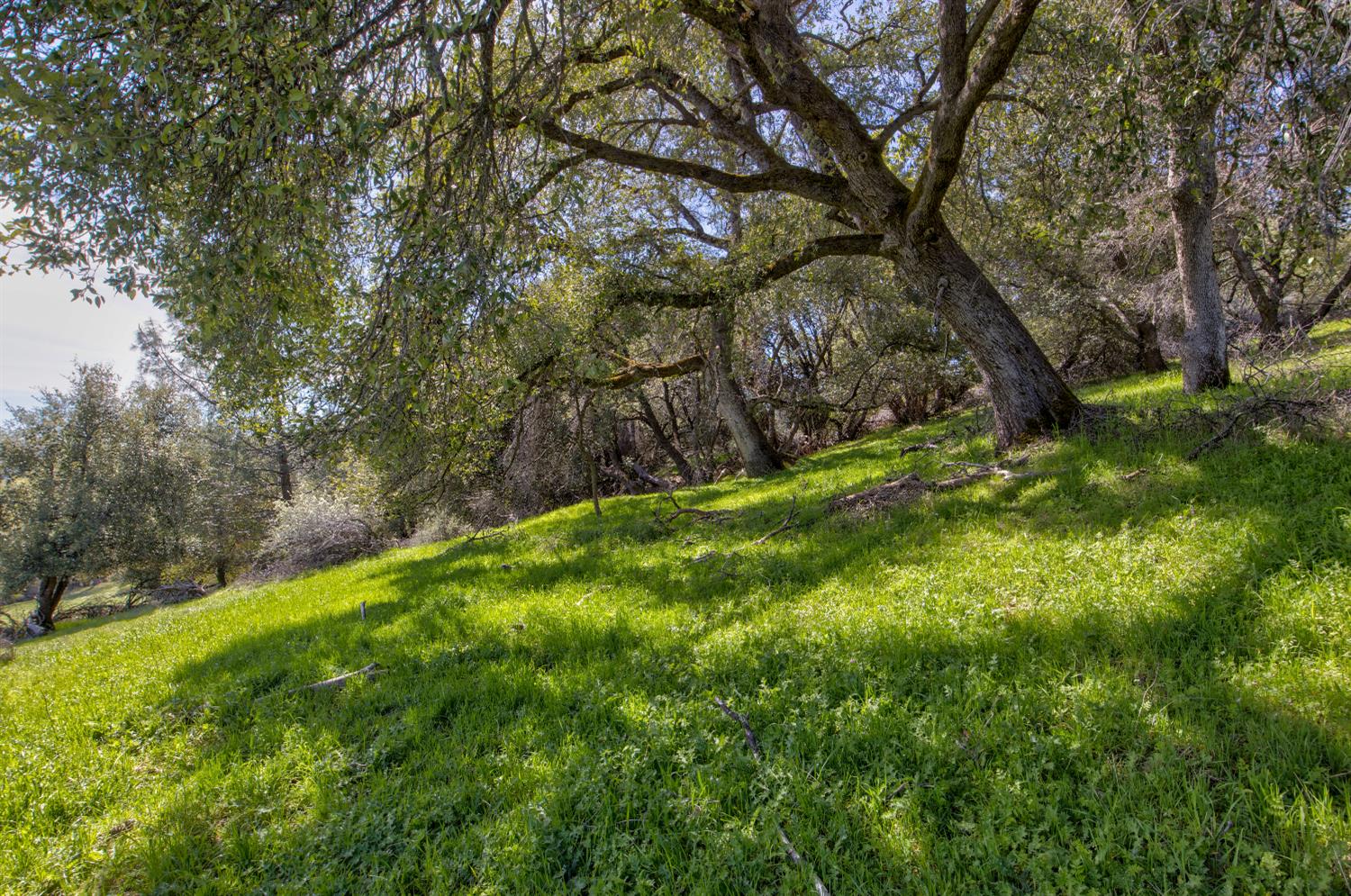 18800 Charleston Road Volcano, CA 95689 - Photo 22 of 47 a view of yard with green space