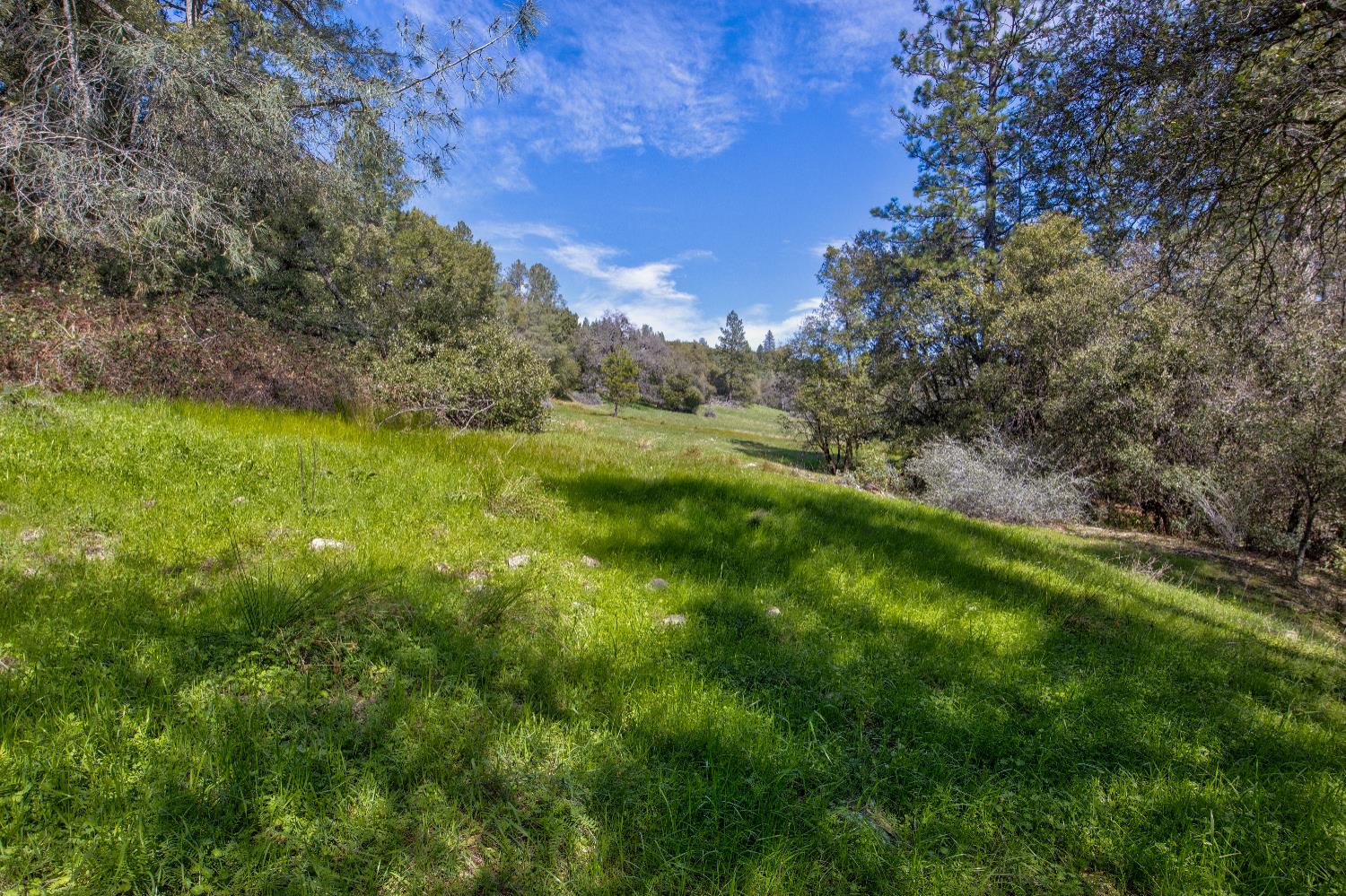 18800 Charleston Road Volcano, CA 95689 - Photo 25 of 47 a view of a lush green space