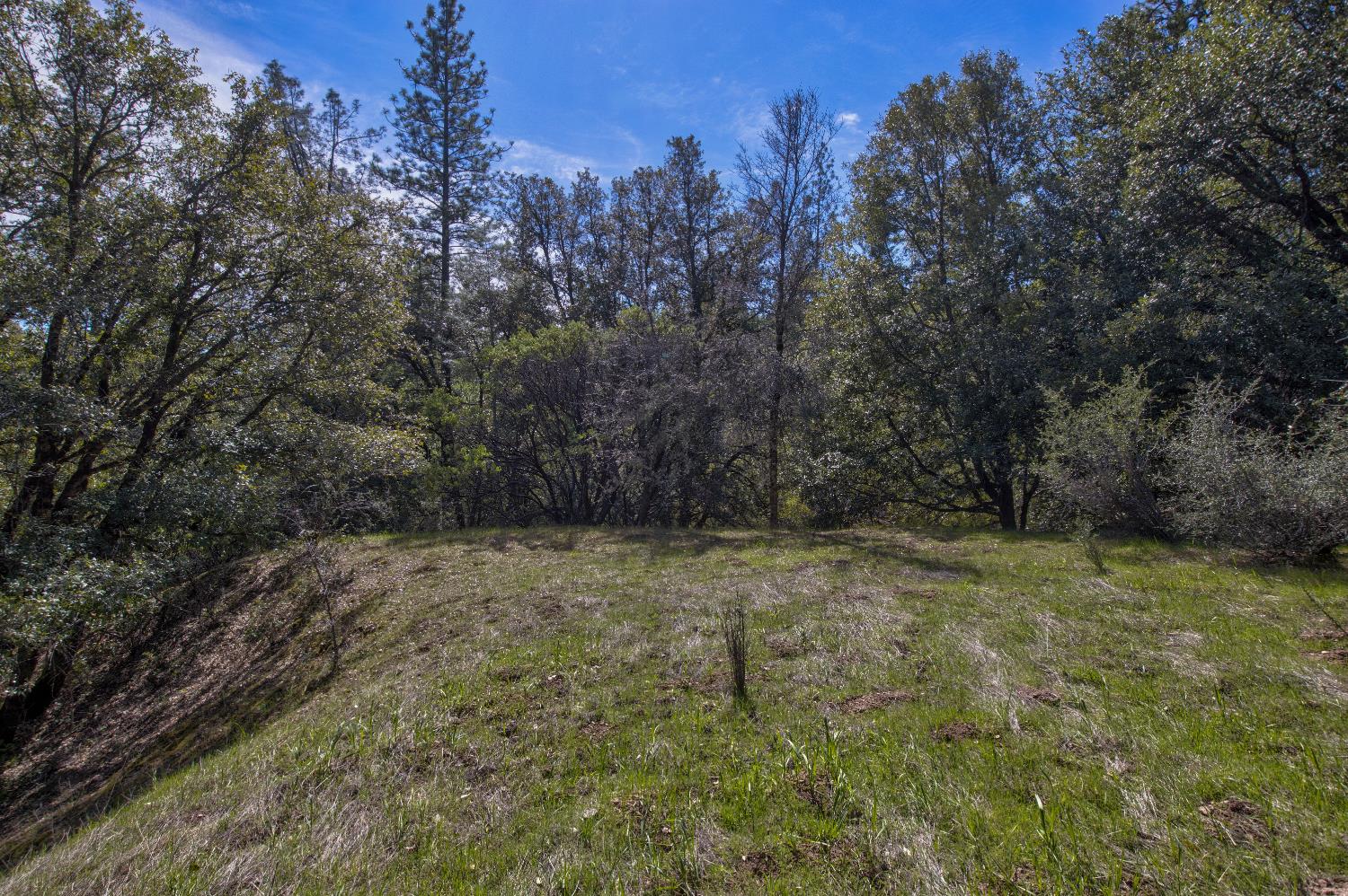 18800 Charleston Road Volcano, CA 95689 - Photo 27 of 47 a view of a yard with a tree