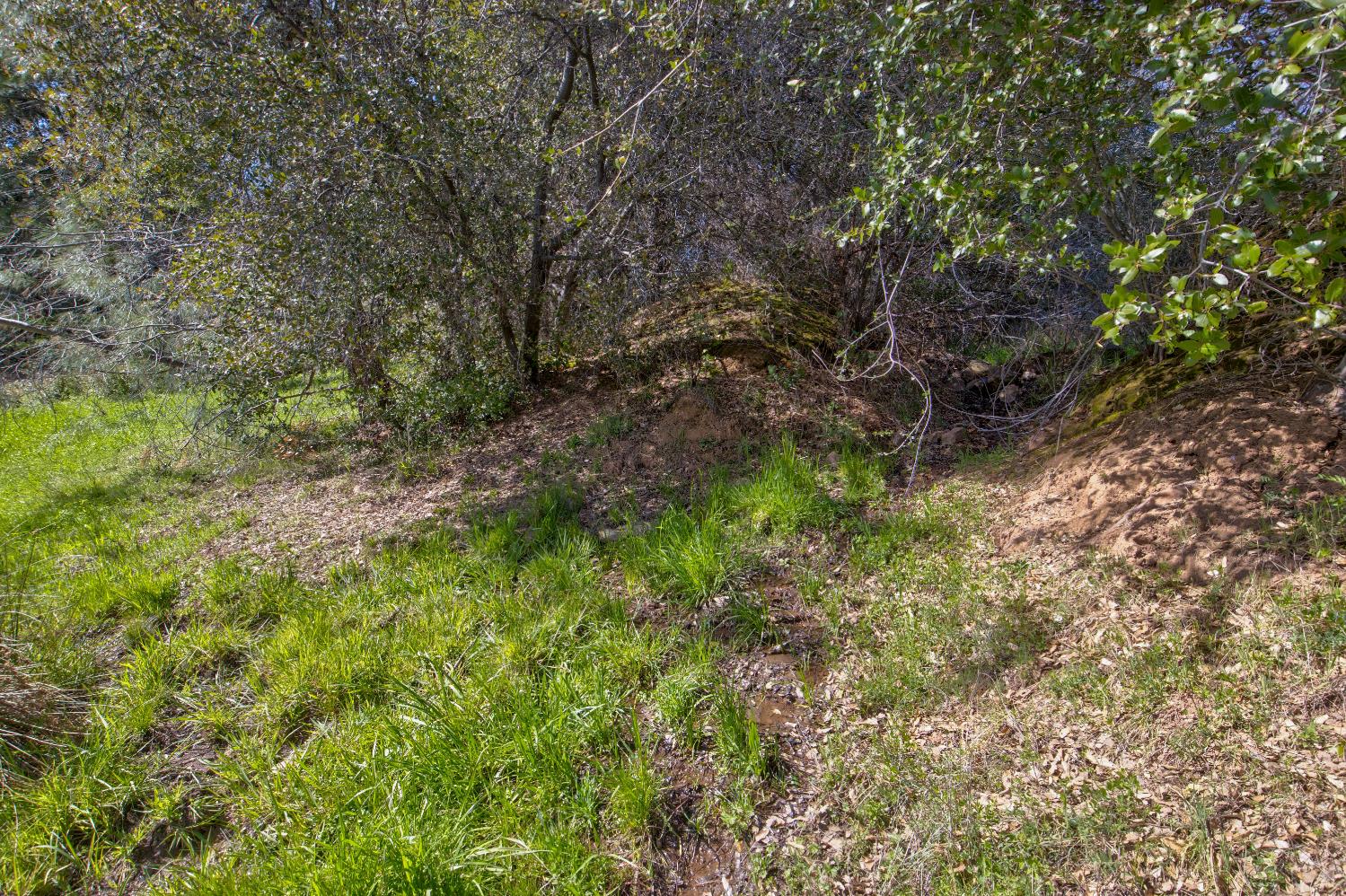 18800 Charleston Road Volcano, CA 95689 - Photo 29 of 47 a view of a yard with plants and large trees