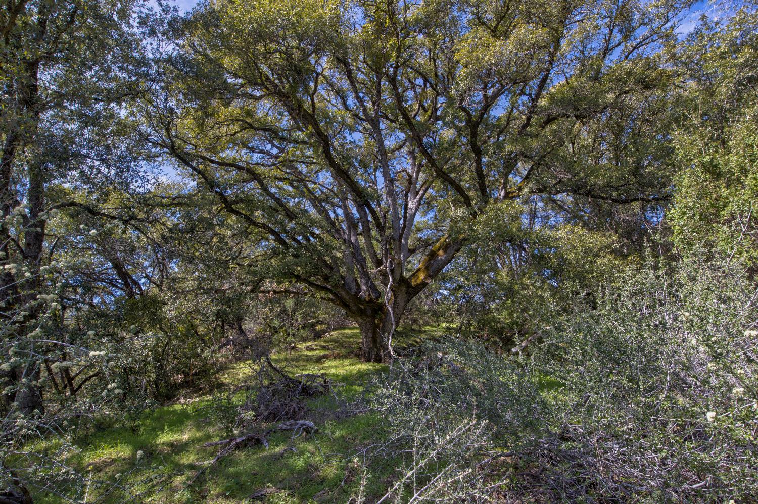 18800 Charleston Road Volcano, CA 95689 - Photo 30 of 47 a picture of tree