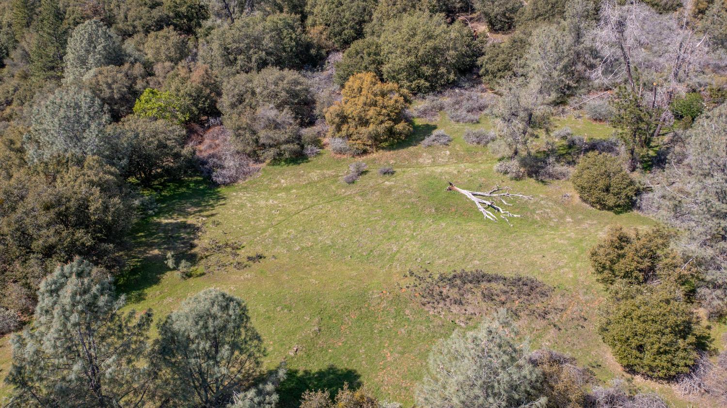 18800 Charleston Road Volcano, CA 95689 - Photo 40 of 47 a view of a yard of a building