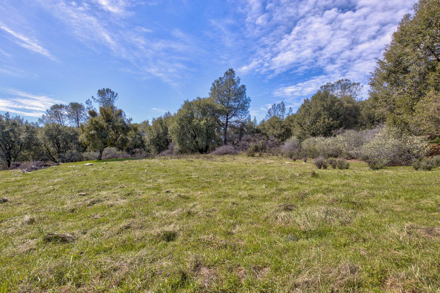 18800 Charleston Road Volcano, CA 95689 - Photo 5 of 47 a view of a field with an trees