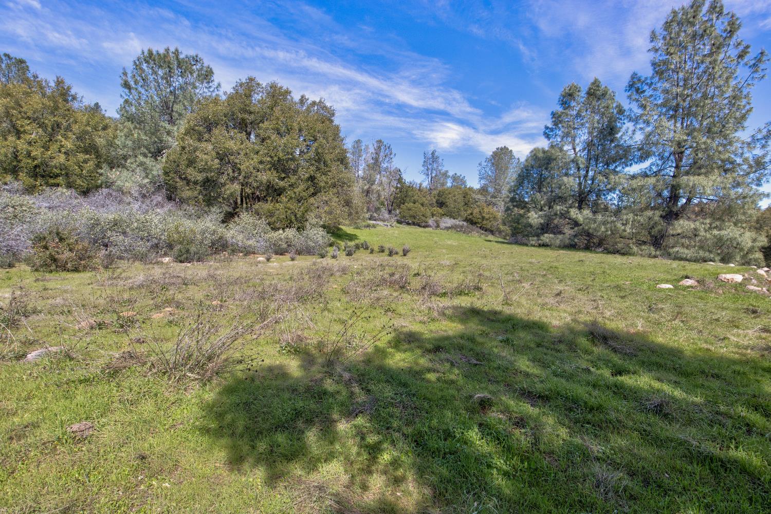 18800 Charleston Road Volcano, CA 95689 - Photo 6 of 47 a view of a field with trees