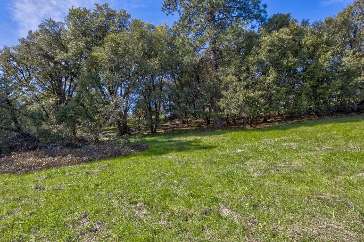18800 Charleston Road Volcano, CA 95689 - Photo 10 of 47 a view of yard with green space