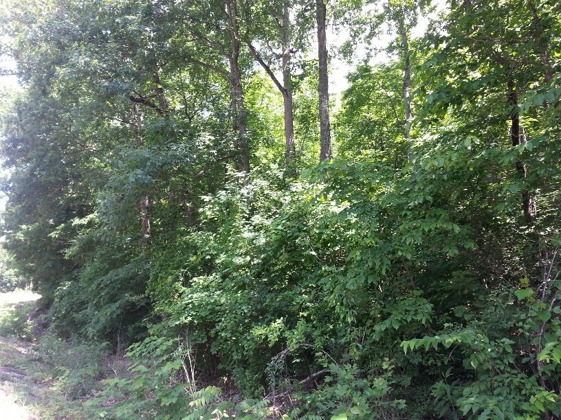0 State Rt 50 Pelham Tn 37366 Pelham, TN 37366 - Photo 4 of 8 view 4
