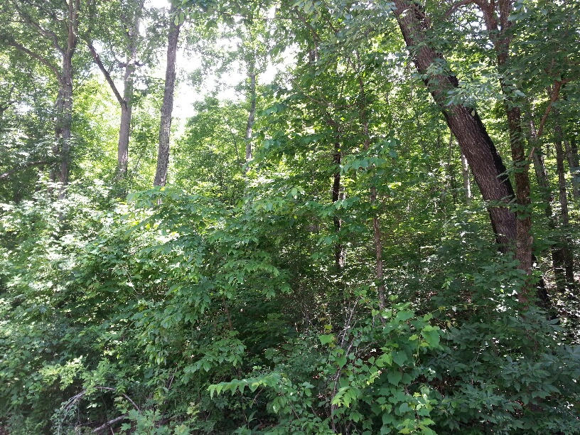 0 State Rt 50 Pelham Tn 37366 Pelham, TN 37366 - Photo 5 of 8 view 5