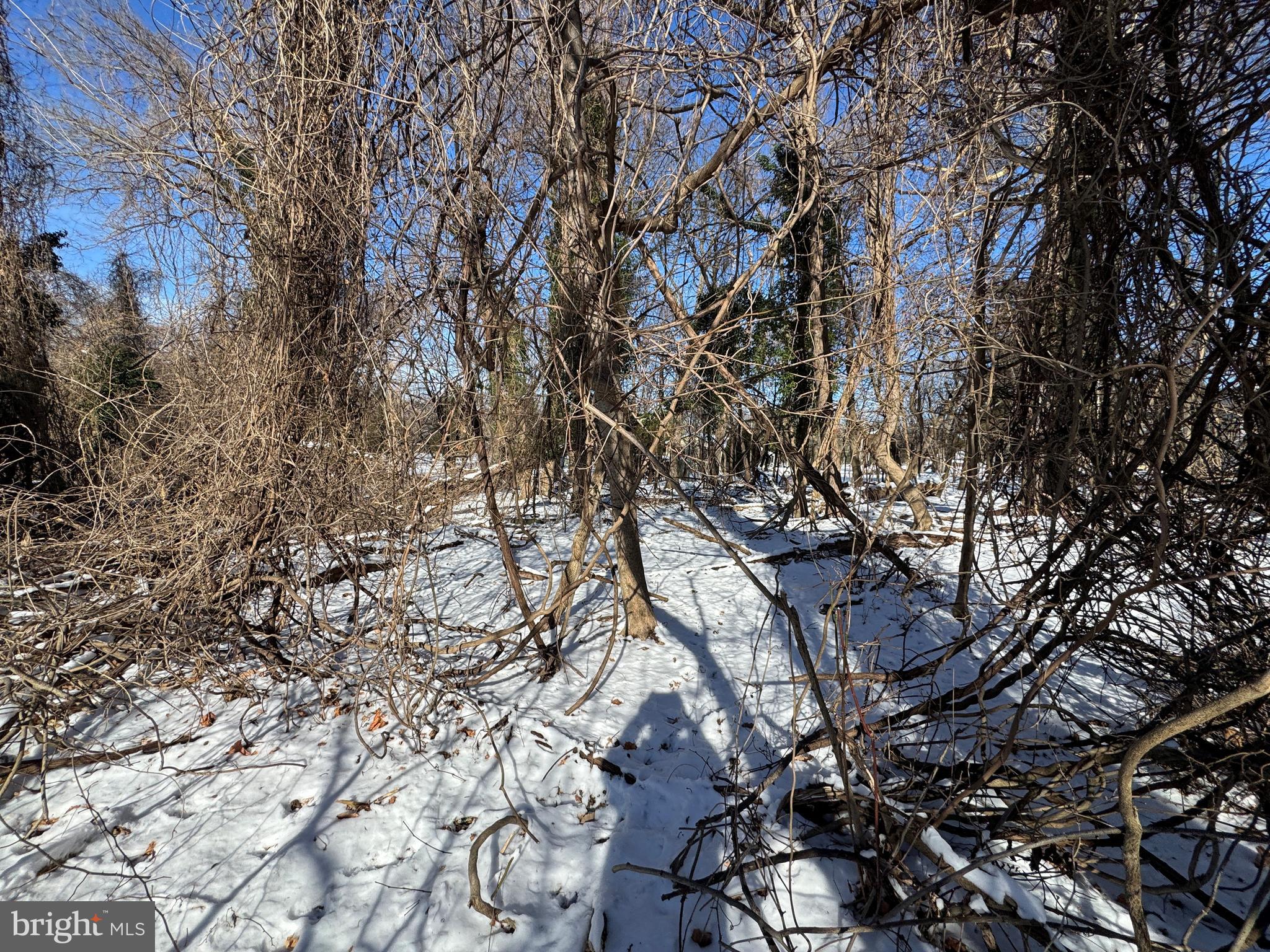 2 0.42 /- Acres Oak Avenue Cascade, MD 21719 - Photo 2 of 5 a picture of tree