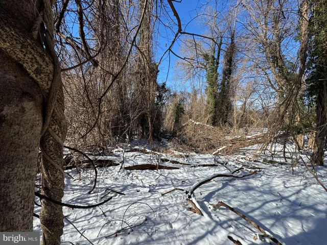 a view of a yard with trees