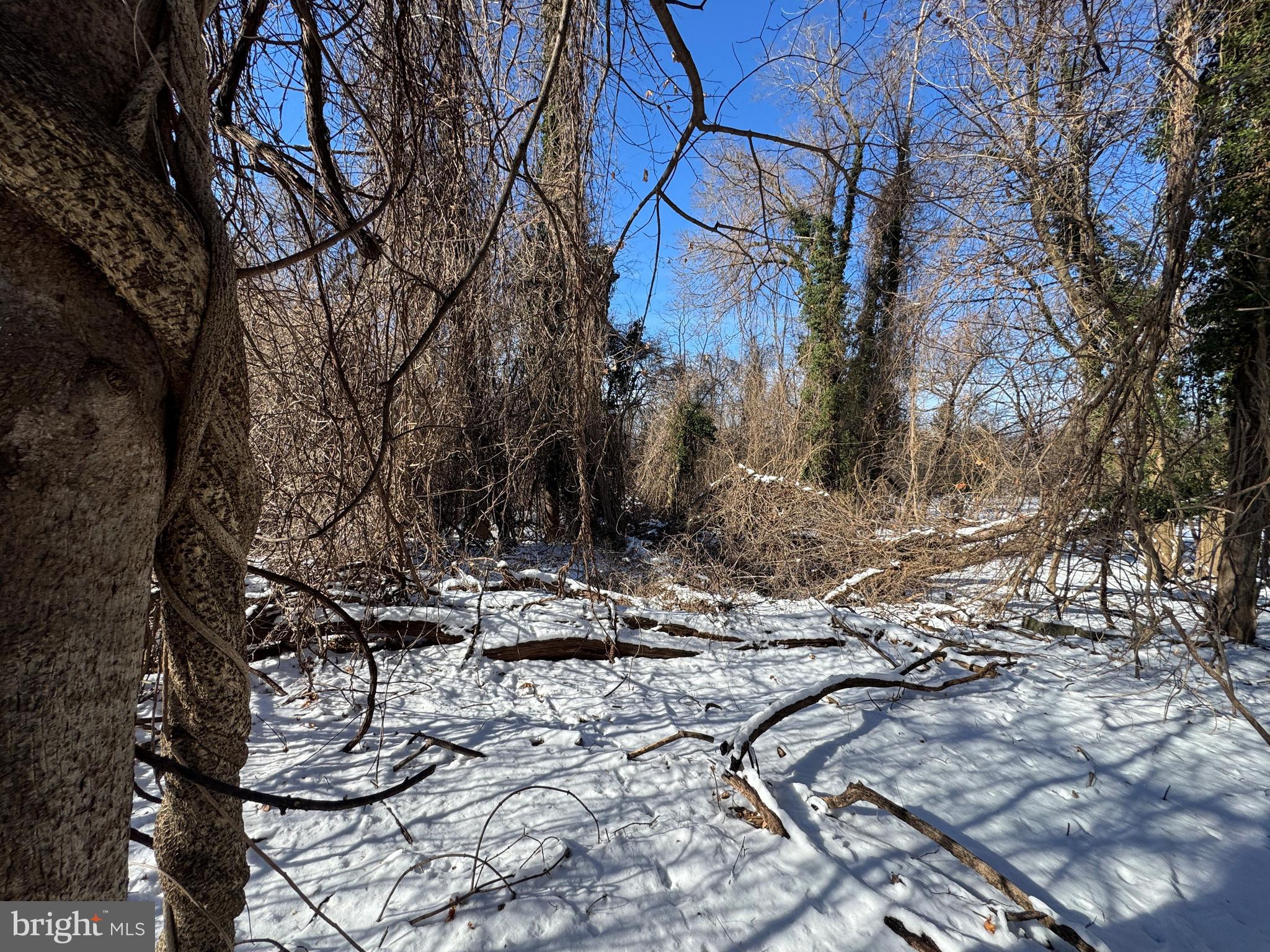 2 0.42 /- Acres Oak Avenue Cascade, MD 21719 - Photo 3 of 5 a view of a yard with trees