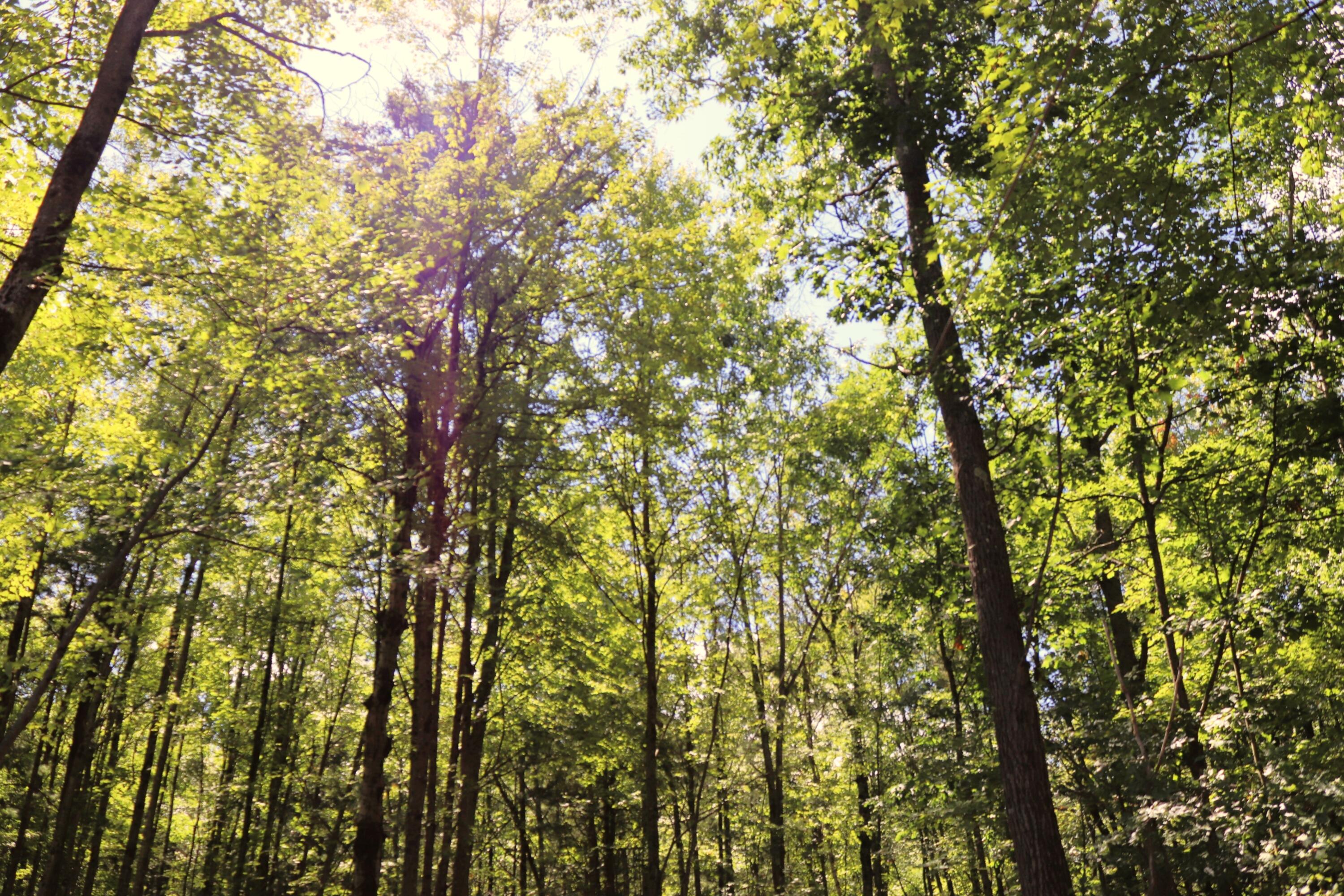 10757 Cedar Road Lake, MI 48632 - Photo 45 of 58 IMG_5553