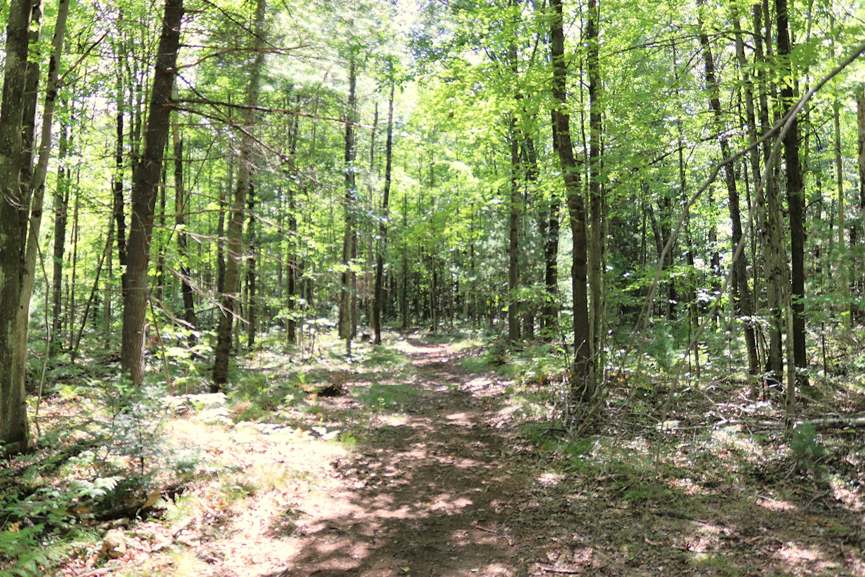 10757 Cedar Road Lake, MI 48632 - Photo 46 of 58 IMG_5558