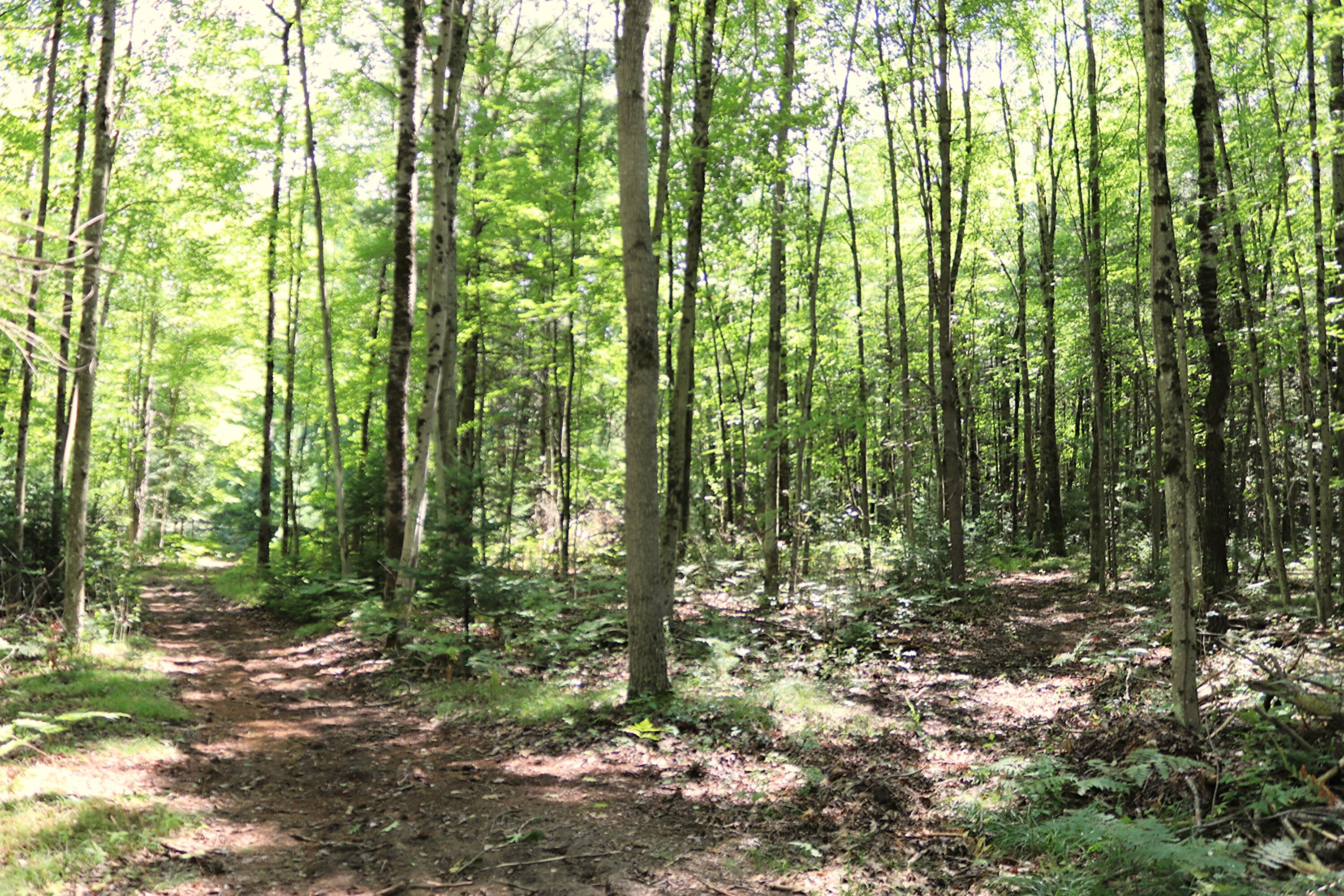 10757 Cedar Road Lake, MI 48632 - Photo 47 of 58 IMG_5560