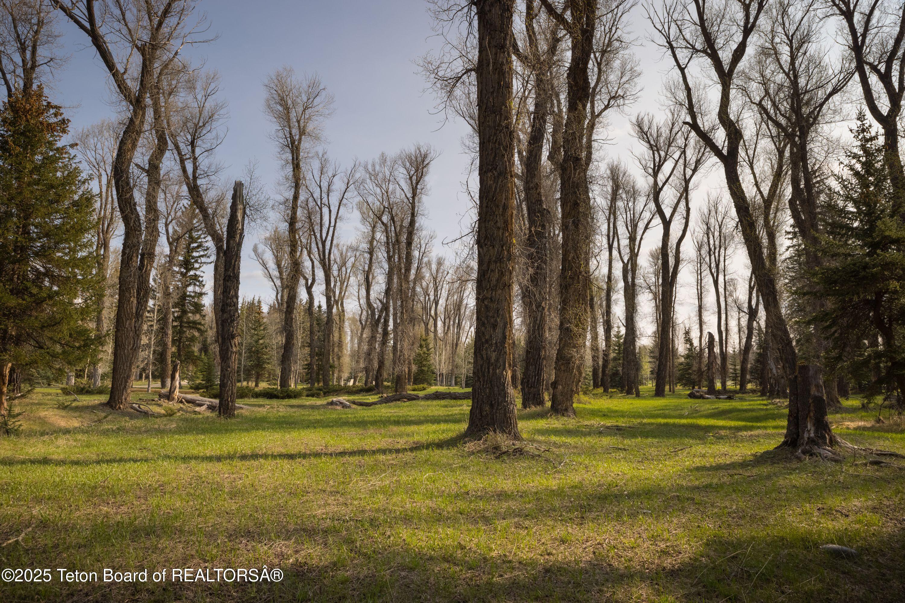 7555-7565 North Bar B Bar River Road Jackson, WY 83001 - Photo 45 of 59 Mature Trees