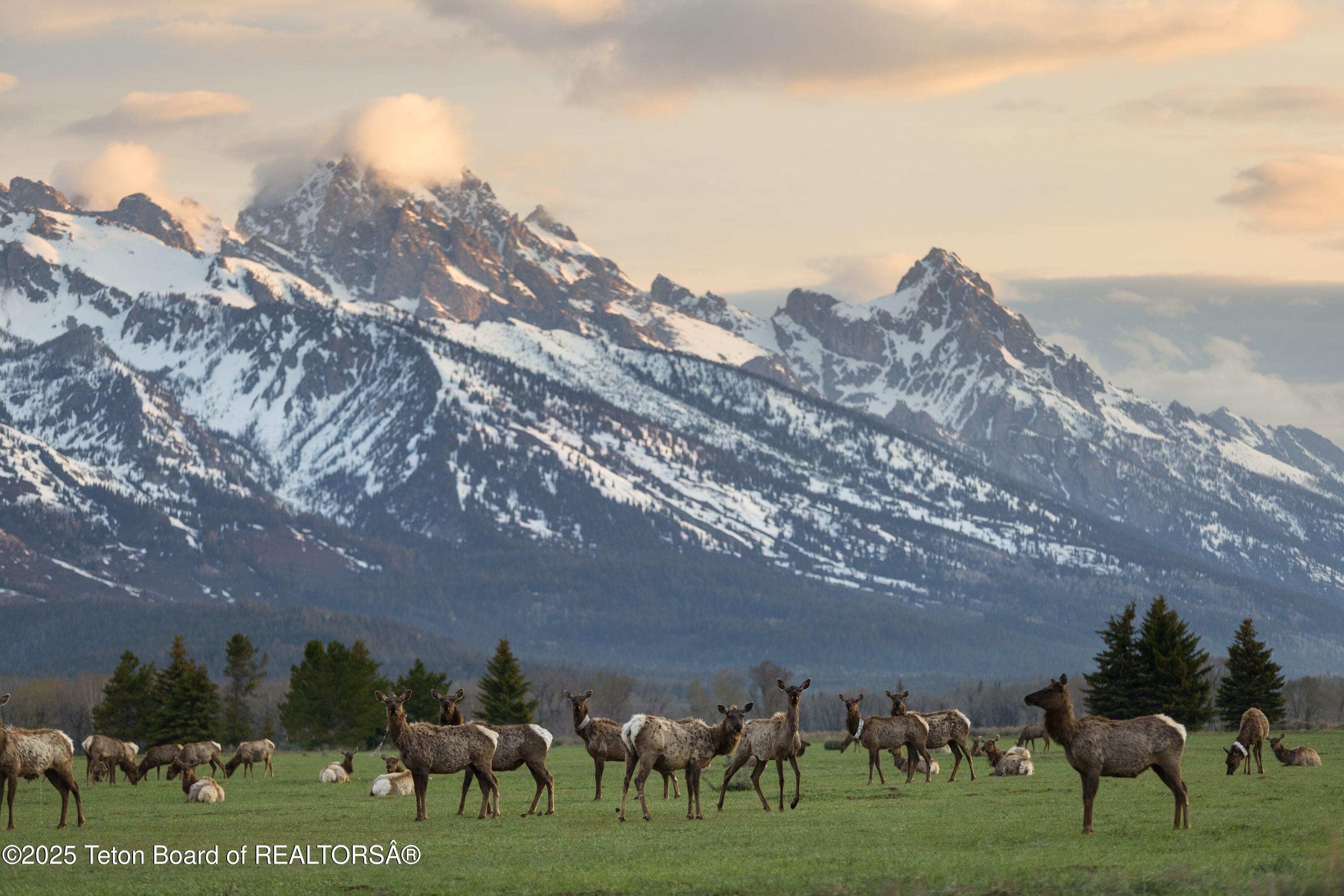 7555-7565 North Bar B Bar River Road Jackson, WY 83001 - Photo 59 of 59 Frequent wildlife visitors
