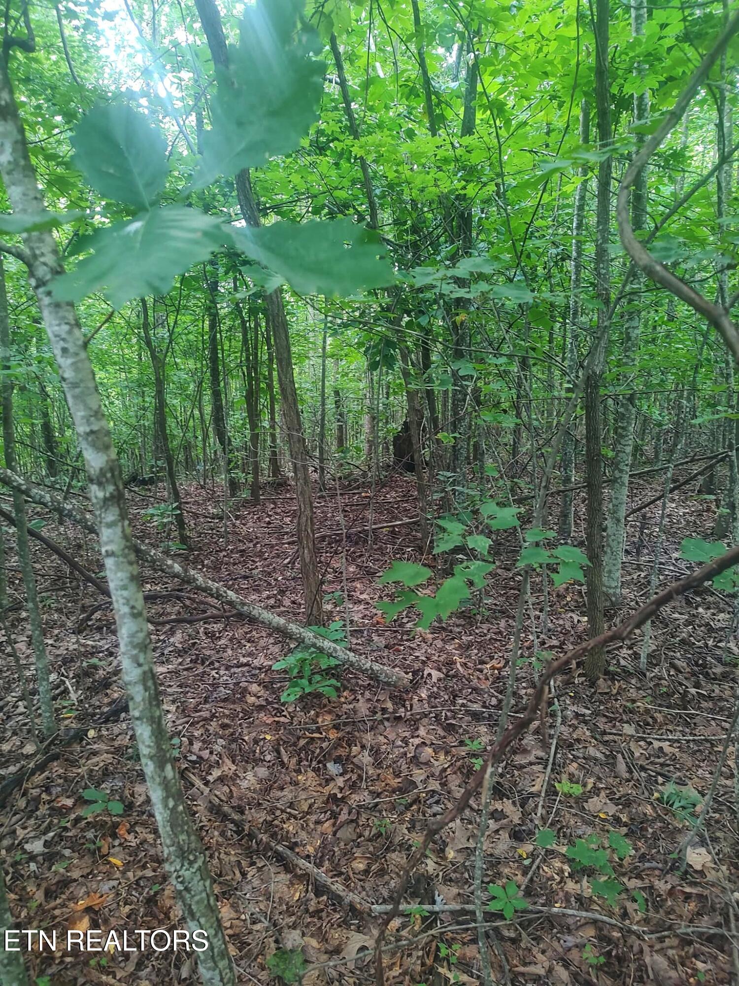 18.5-acres Raccoon Ridge Road Spring City, TN 37381 - Photo 14 of 37 1000021529