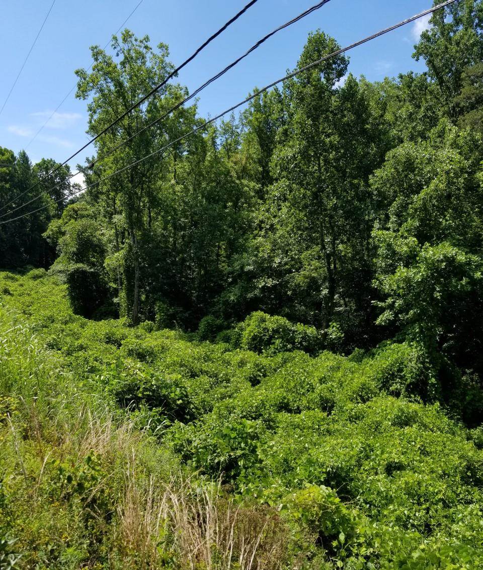 9 Mill Spring Mill Spring, NC 28756 - Photo 11 of 22