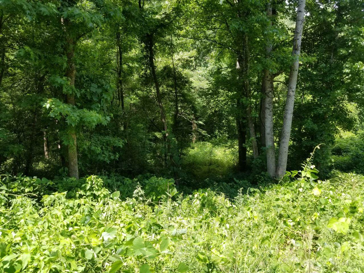 9 Mill Spring Mill Spring, NC 28756 - Photo 18 of 22