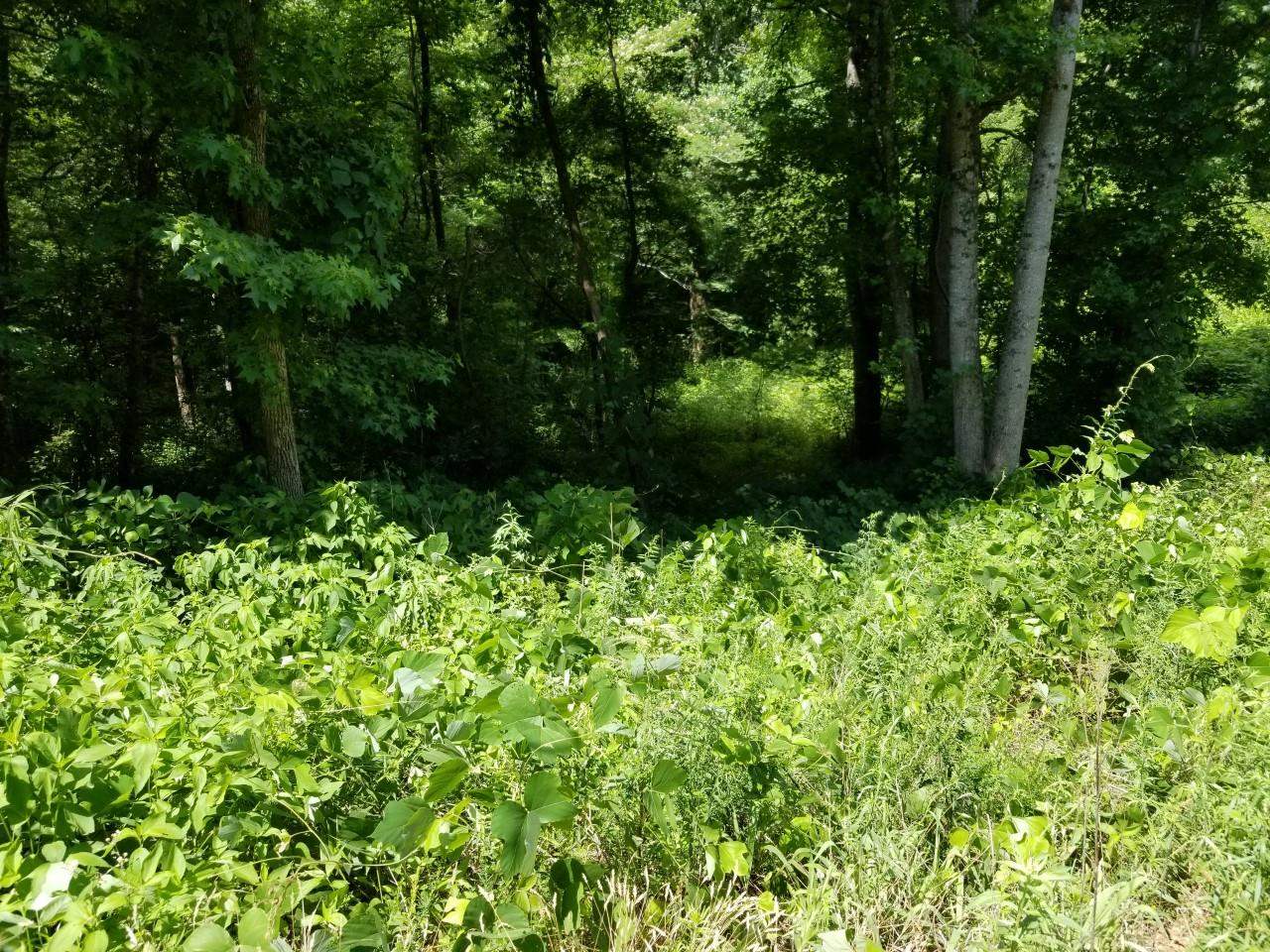 9 Mill Spring Mill Spring, NC 28756 - Photo 19 of 22