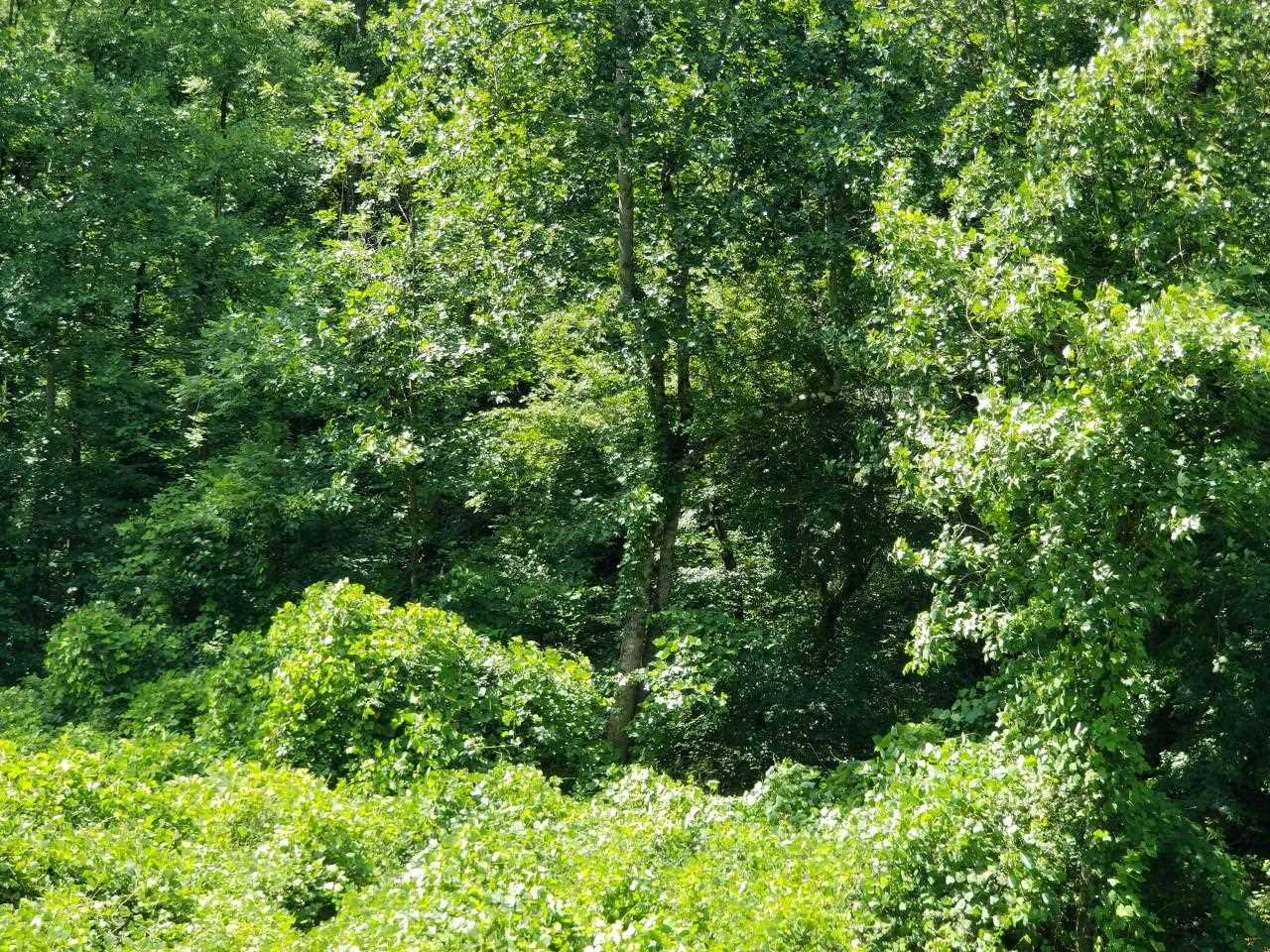 9 Mill Spring Mill Spring, NC 28756 - Photo 3 of 22